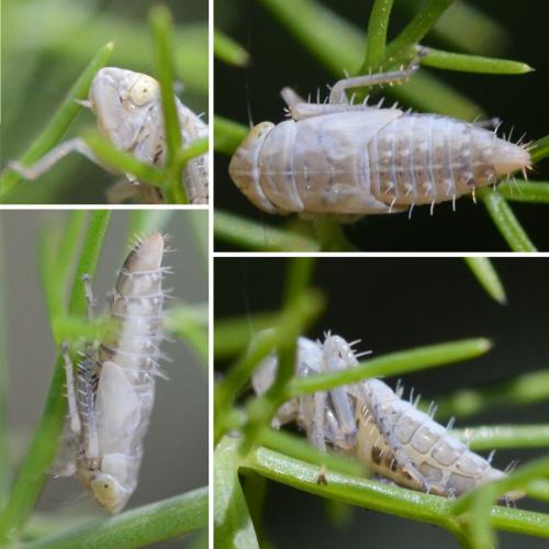 Réf. 294 662 : Deltocephalinae inconnu